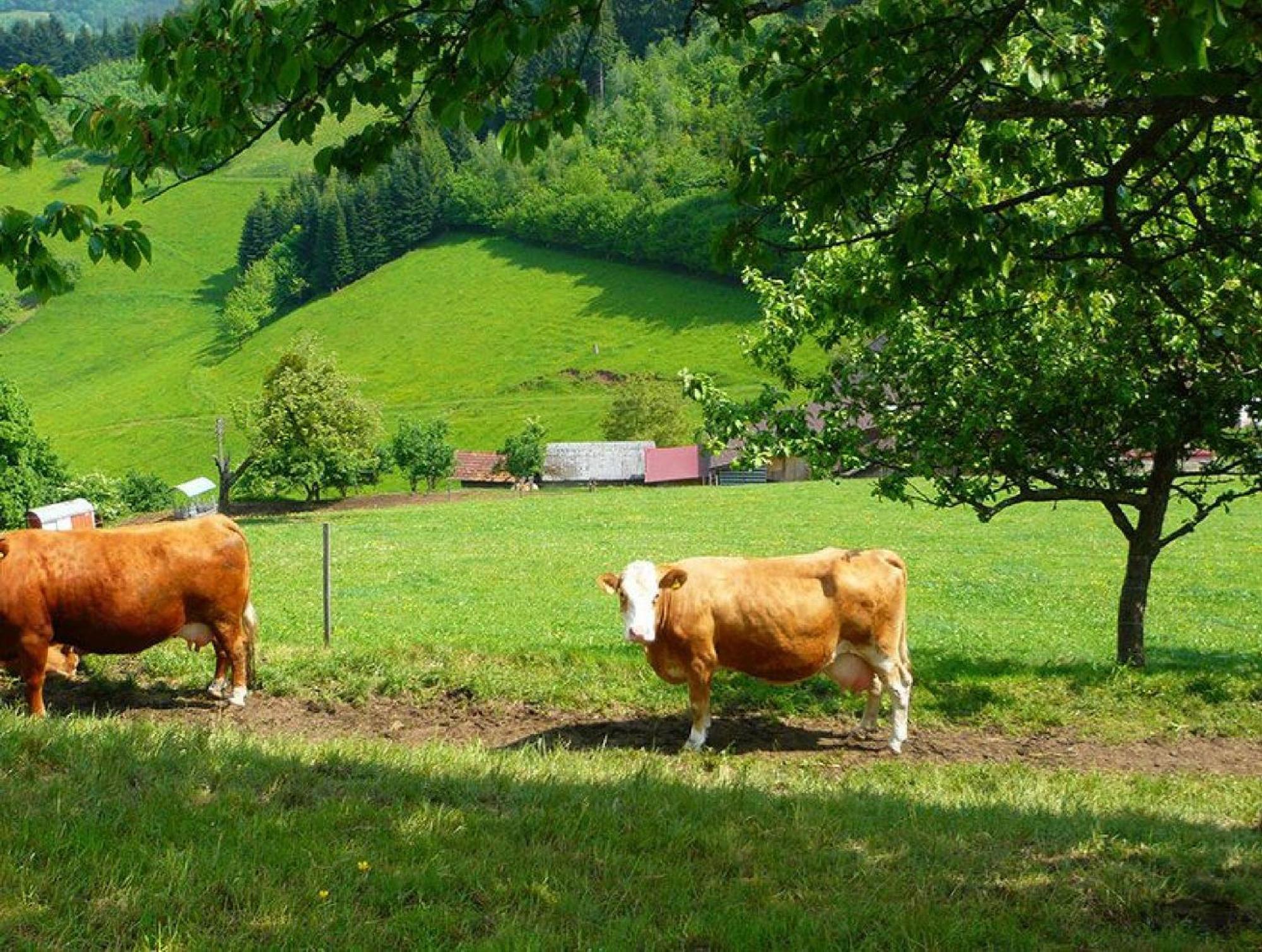 Ziegelhof Appartement Schuttertal Buitenkant foto